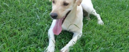 Coco, el perro abandonado 