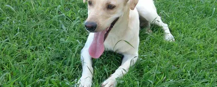 Coco, el perro abandonado Coco, el perro abandonado