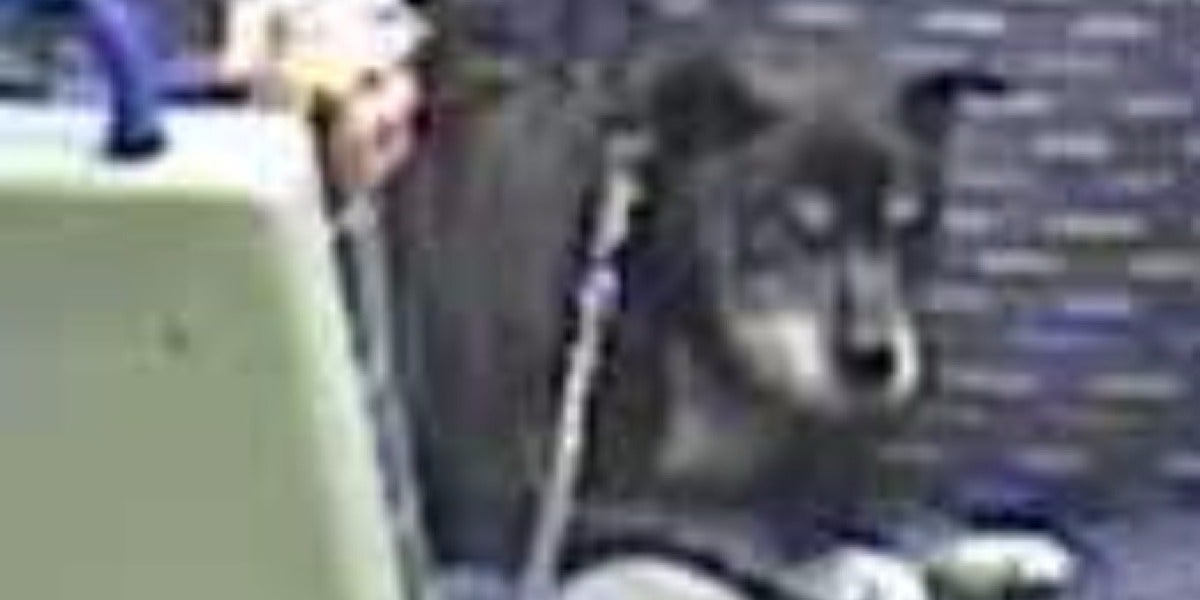 El perro que fue maltratado en un tren