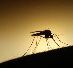 Un mosquito en plena acción Un mosquito en plena acción
