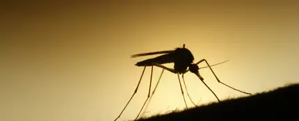 Un mosquito en plena acción Un mosquito en plena acción