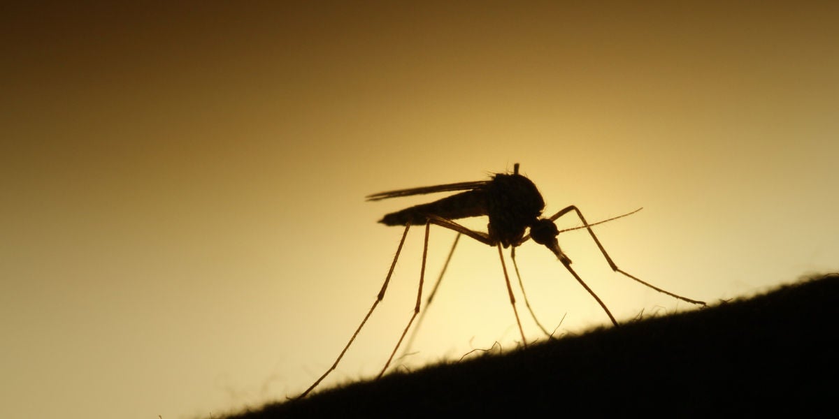 Un mosquito en plena acción