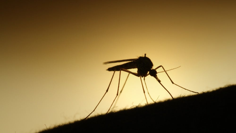 Un mosquito en plena acción