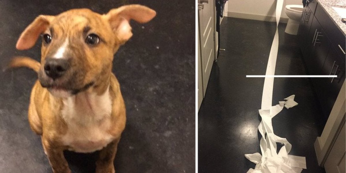 Cachorro limpia su propio pis