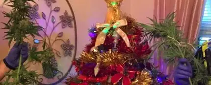El árbol de marihuana encontrado por la Policía El árbol de marihuana encontrado por la Policía
