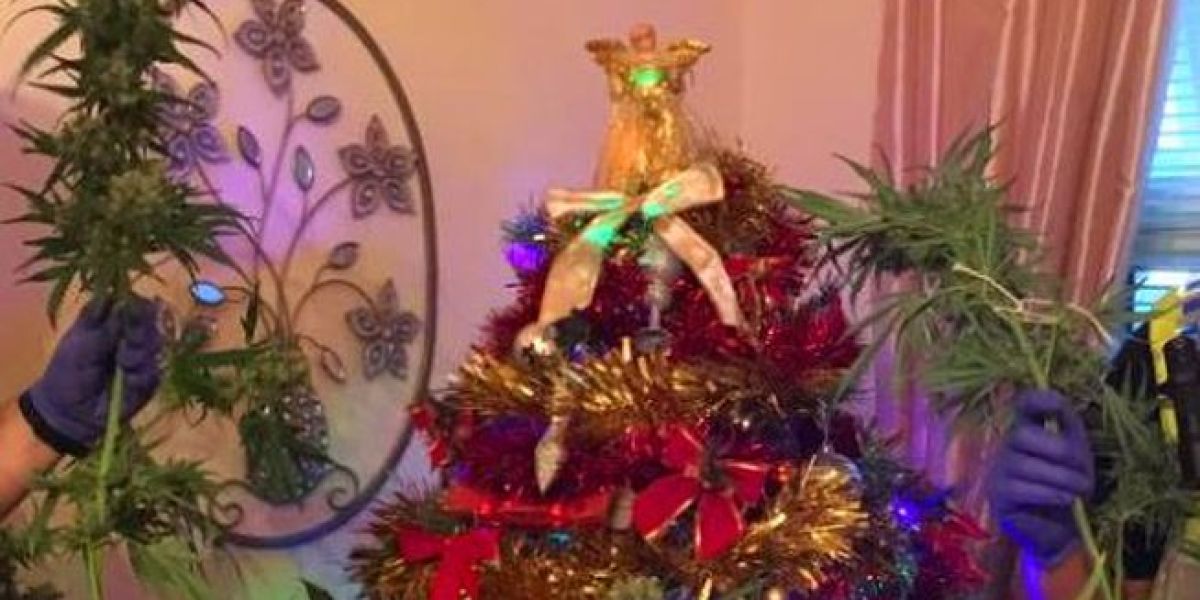 El árbol de marihuana encontrado por la Policía