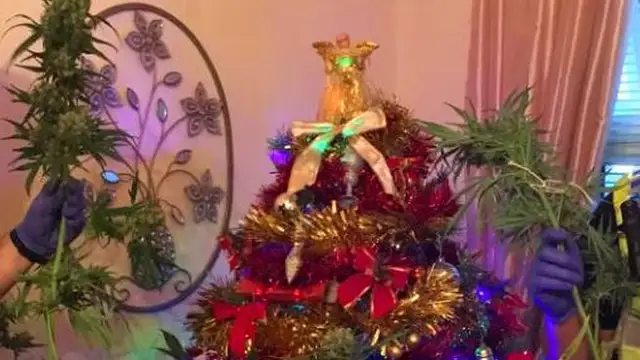 El árbol de marihuana encontrado por la Policía