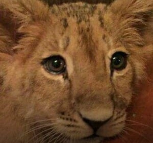 El león que ahora busca hogar El león que ahora busca hogar