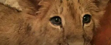 El león que ahora busca hogar El león que ahora busca hogar