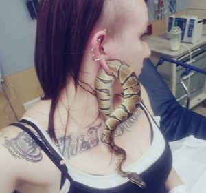 Serpiente atrapada en la oreja de Ashley Glawe Serpiente atrapada en la oreja de Ashley Glawe