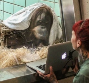 Samboja, la orangutana que utiliza Tinder Samboja, la orangutana que utiliza Tinder