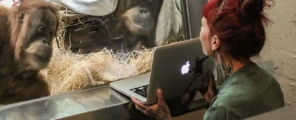 Samboja, la orangutana que utiliza Tinder Samboja, la orangutana que utiliza Tinder
