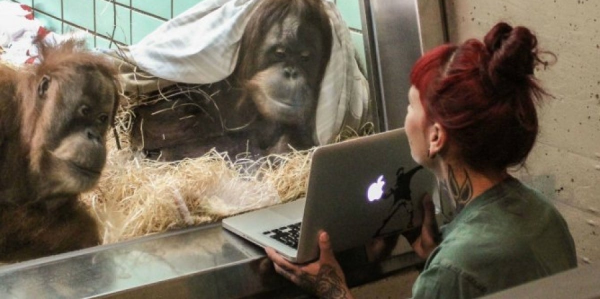 Samboja, la orangutana que utiliza Tinder