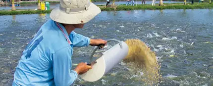 ¿Por qué se quiere dejar de vender panga? ¿Por qué se quiere dejar de vender panga?