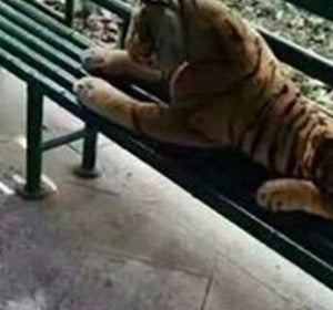 El tigre de peluche tumbado en un parque de China El tigre de peluche tumbado en un parque de China