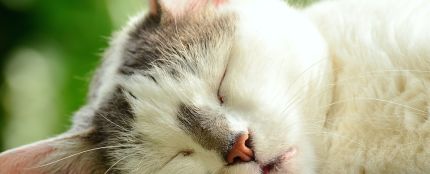 Gato dormido