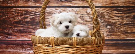 Cachorros de perro