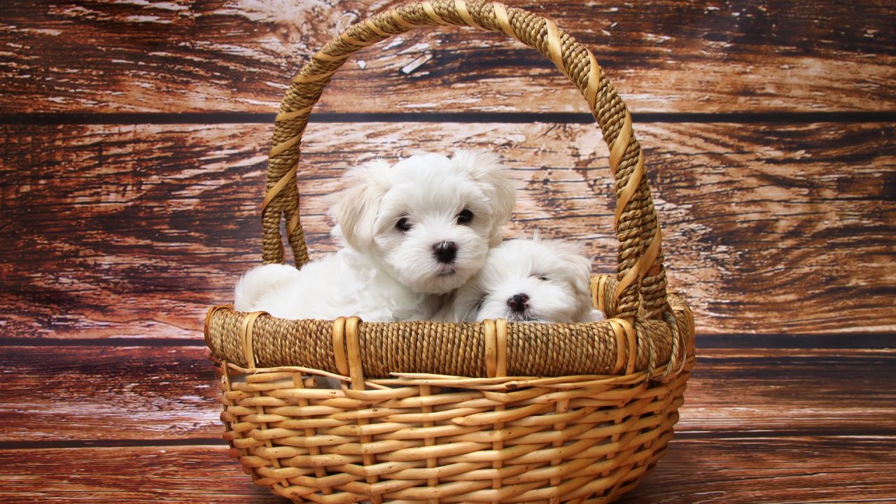 Cachorros de perro