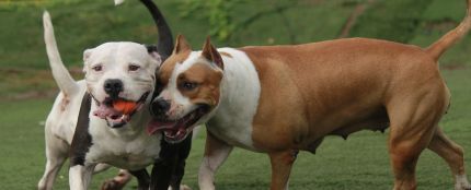 Perros potencialmente peligrosos 