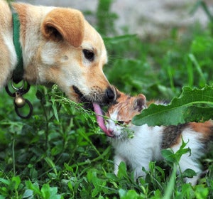 Un perro y un gato Un perro y un gato
