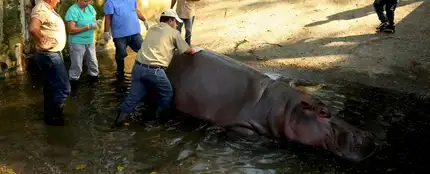 'Gustavito', el último hipopótamo del zoo de El Salvador 'Gustavito', el último hipopótamo del zoo de El Salvador