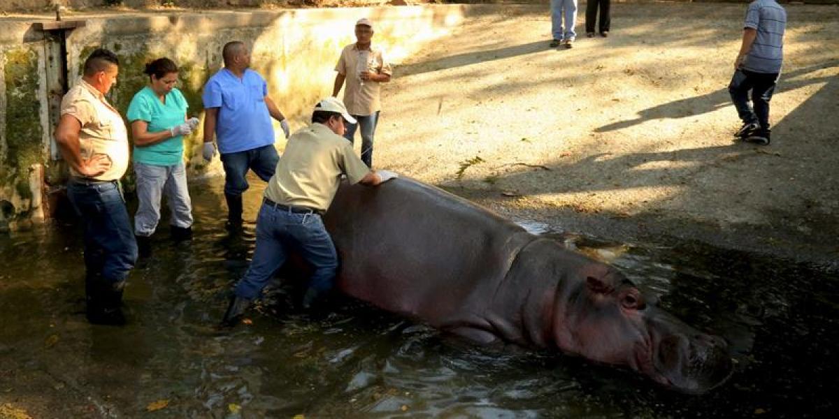 'Gustavito', el último hipopótamo del zoo de El Salvador