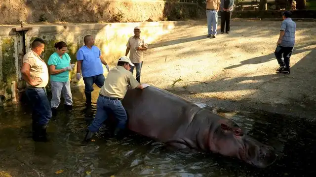 'Gustavito', el último hipopótamo del zoo de El Salvador