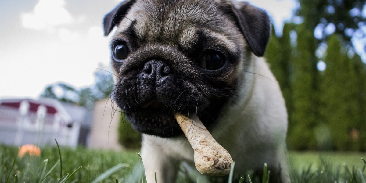 Cinco consejos para alimentar a tu perro de forma correcta