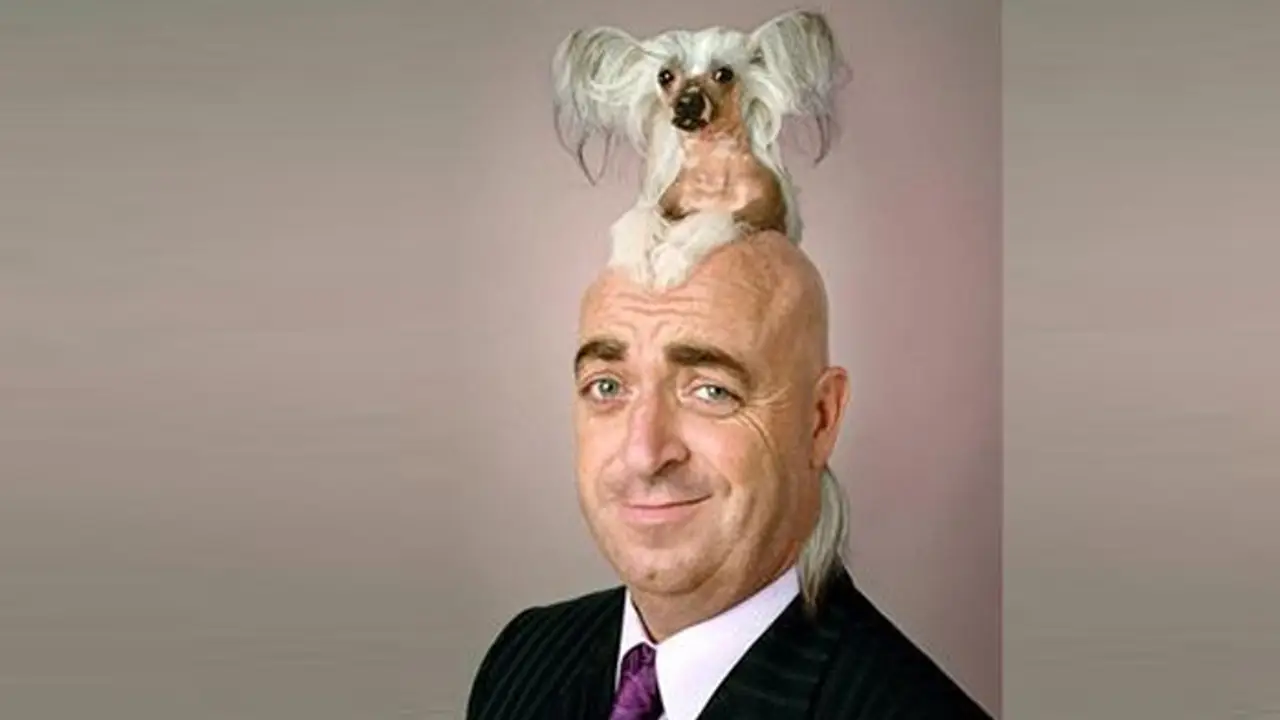 Un perro como peluquín Un perro como peluquín