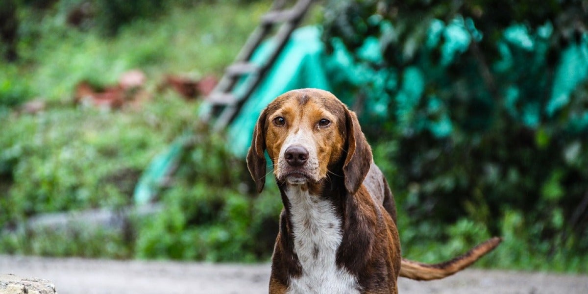 El Congreso aprueba la prohibición de cortar la cola a los perros