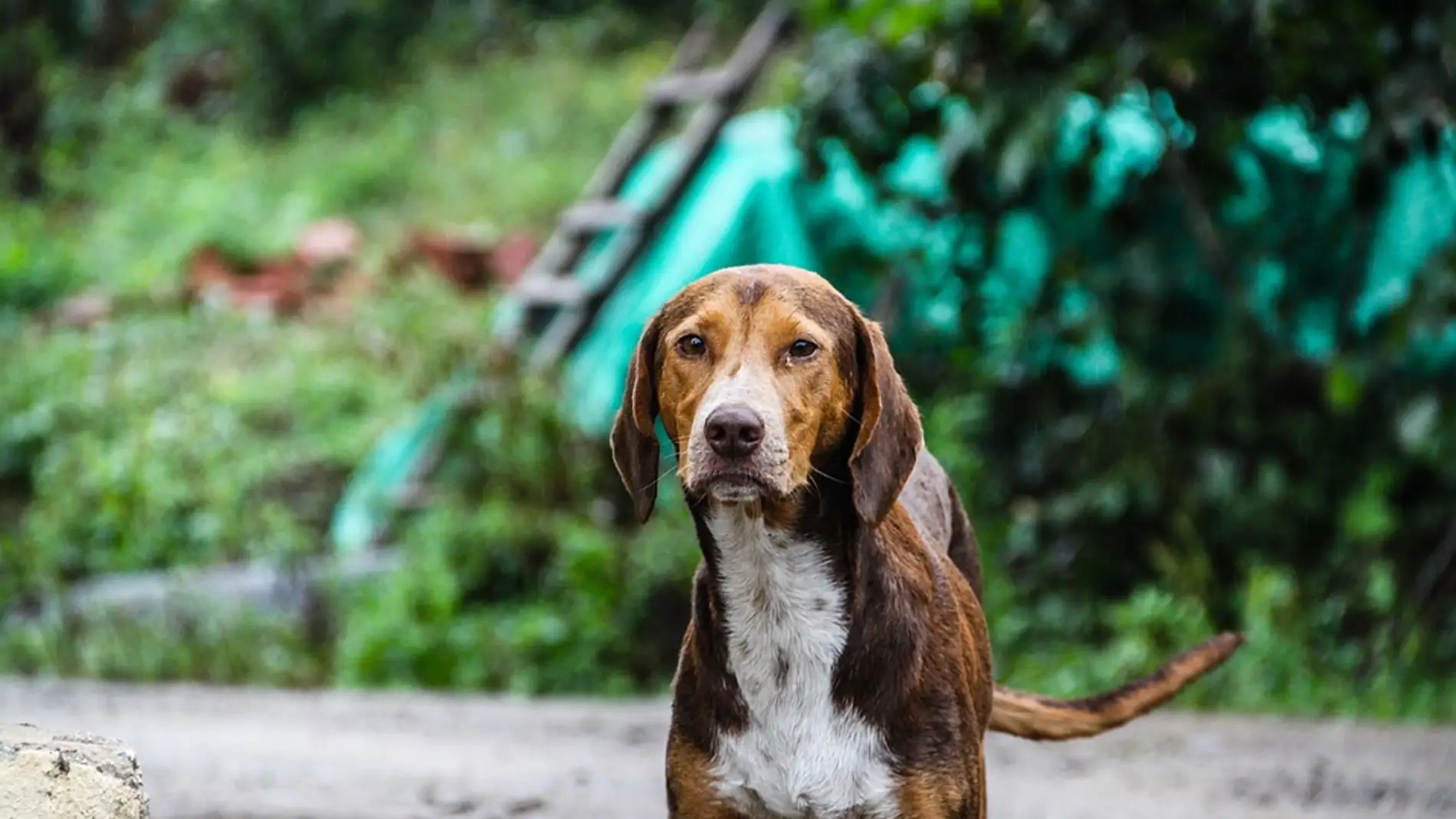 El Congreso aprueba la prohibición de cortar la cola a los perros