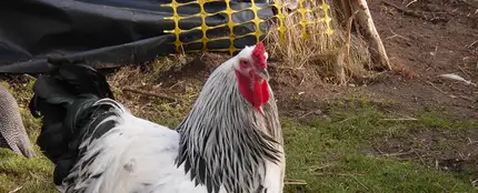 Gallo gigante de la raza brahma Gallo gigante de la raza brahma