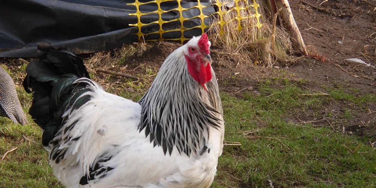 Gallo gigante de la raza brahma