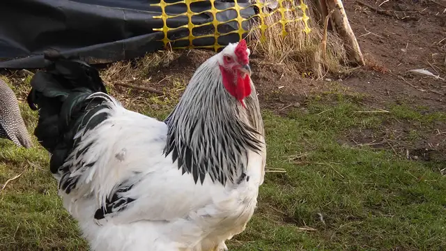 Gallo gigante de la raza brahma