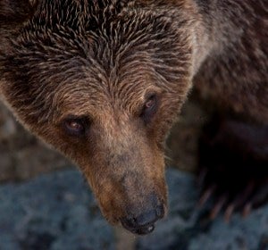 Un oso pardo Un oso pardo