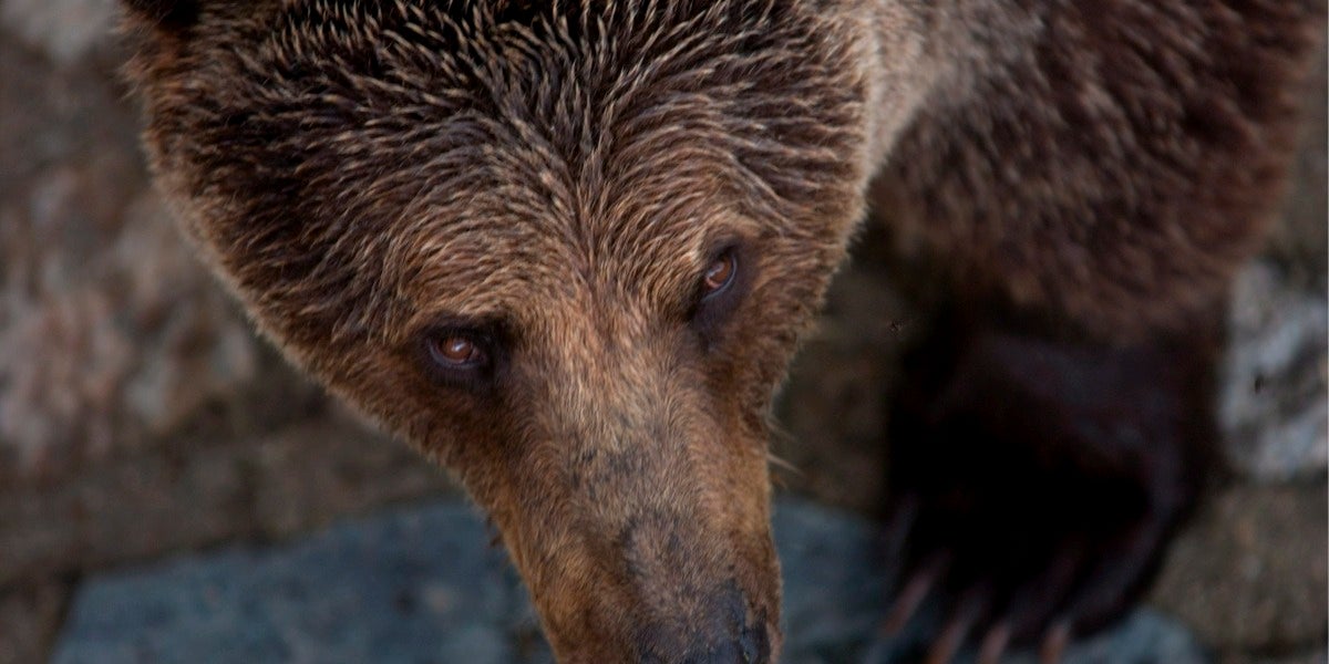 Un oso pardo
