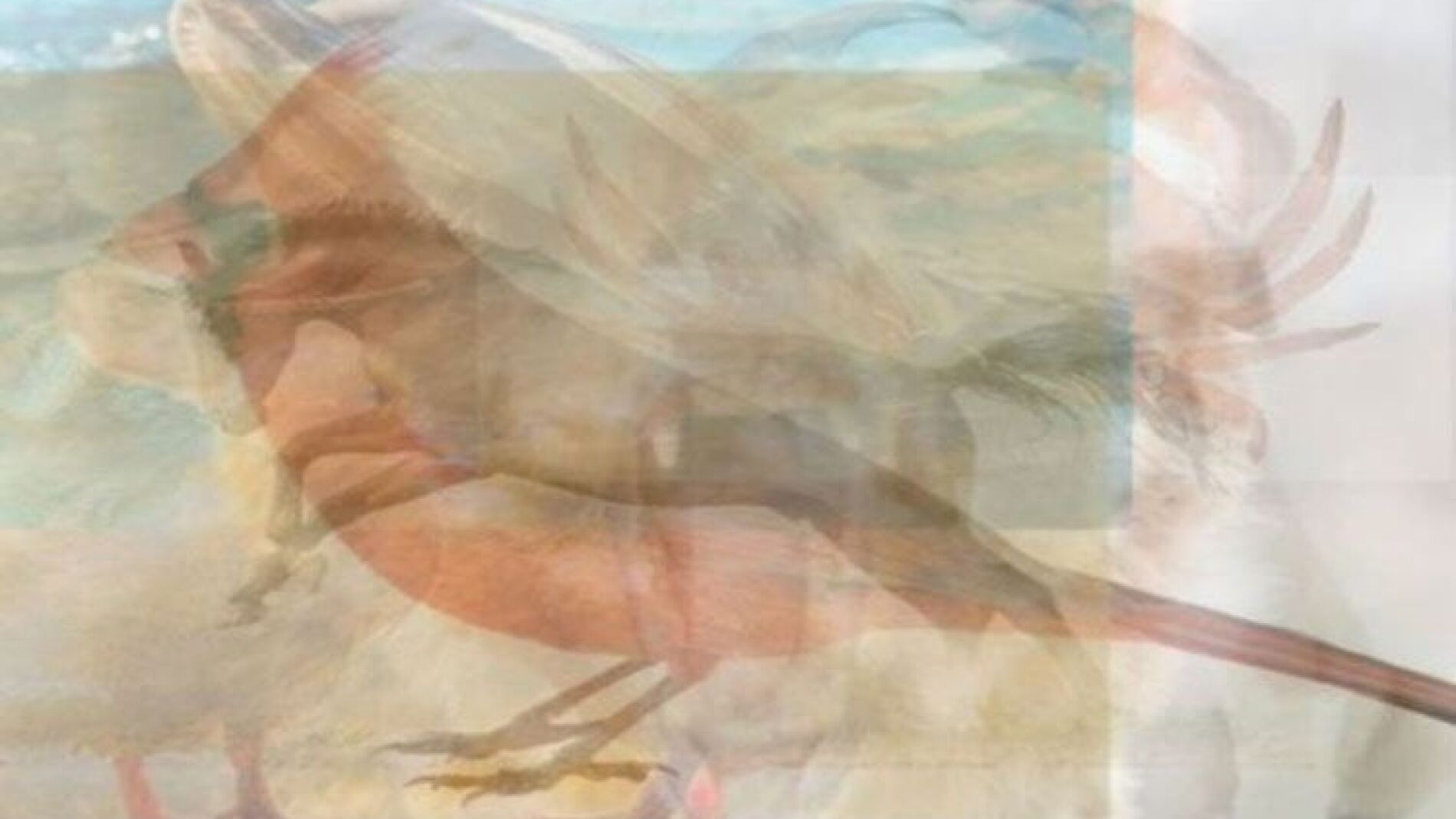 El primer animal que veas en esta foto define tu personalidad 