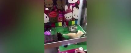 Frame 3.503178 de: Instalan en china una máquina de gancho que sustituye peluches por gatos vivos