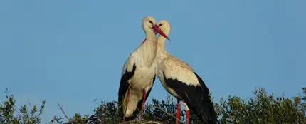 Cigüeñas de Doñana. Cigüeñas de Doñana.