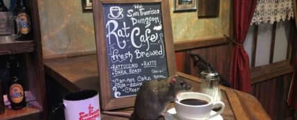 Black Rat Cafe