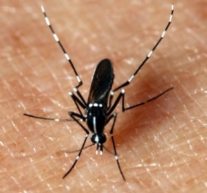 Un mosquito sobre la piel Un mosquito sobre la piel