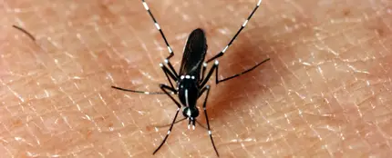 Un mosquito sobre la piel Un mosquito sobre la piel
