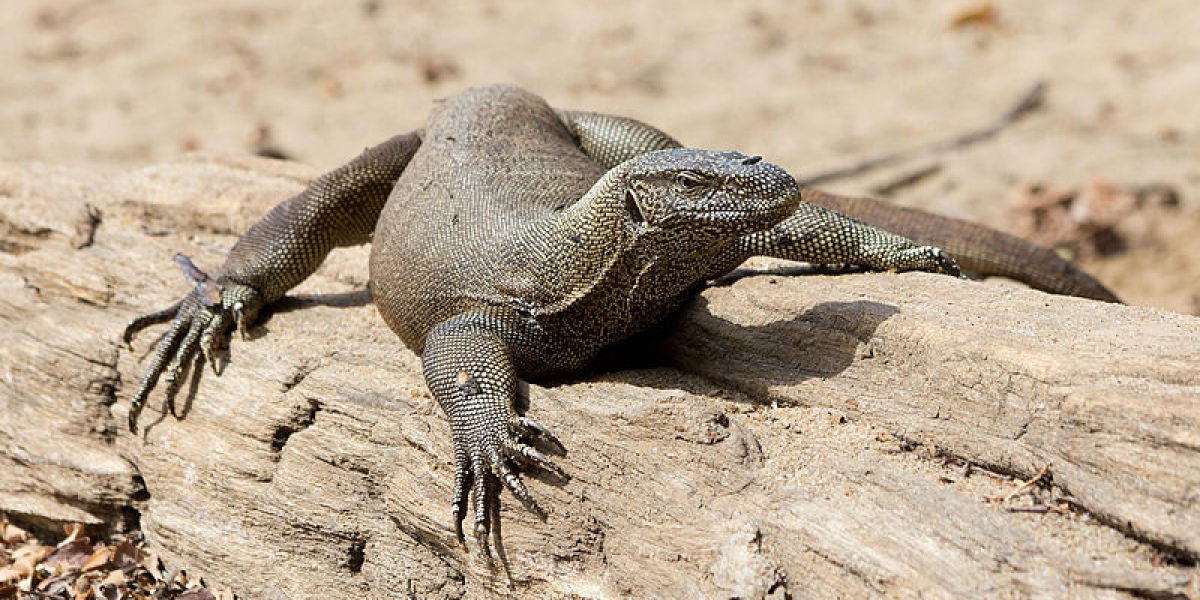 Ejemplar de ‘Varanus bengalensis’ o varano de Bengala, una de las especies afectadas por el tráfico ilegal