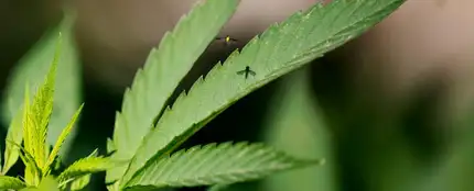 Marihuana Marihuana