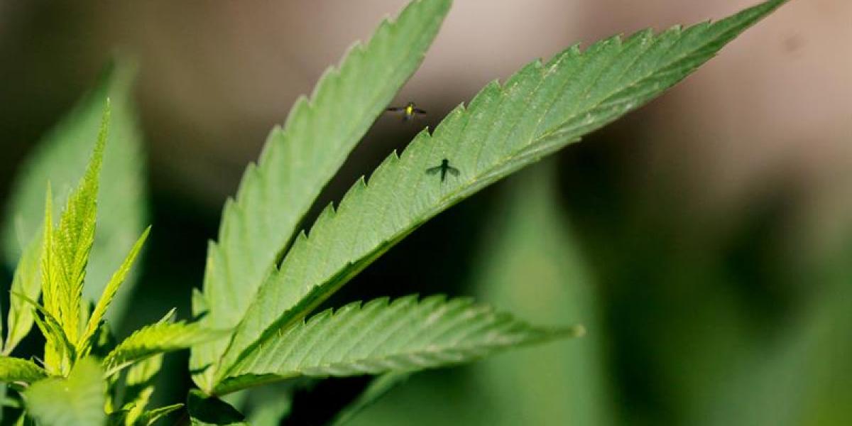 Marihuana