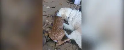 El emocionante momento en el que un perro salva a un cervatillo que se estaba ahogando en el río El emocionante momento en el que un perro salva a un cervatillo que se estaba ahogando en el río