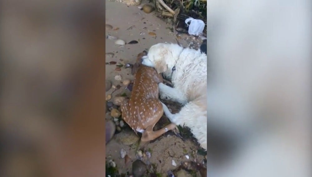 El emocionante momento en el que un perro salva a un cervatillo que se estaba ahogando en el río