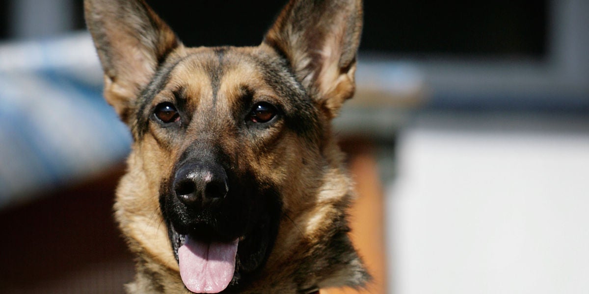 Un perro de raza pastor alemán