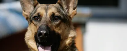 Un perro de raza pastor alemán Un perro de raza pastor alemán