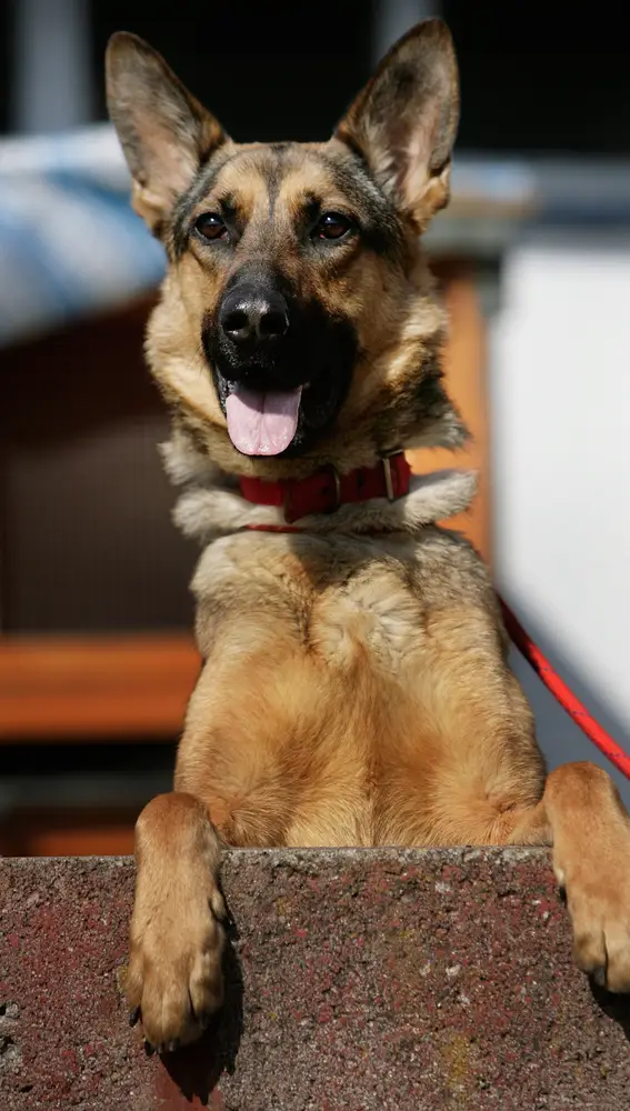 Un perro de raza pastor alemán Un perro de raza pastor alemán